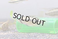 画像5: ＜当店ブリーダー＞　Ａｐ　sp ホングスロイ　ラーゴ　カリマグアＢｒ　画像の１ｐｒ 