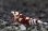 画像1: ☆ＳＡＬＥ☆＜BLUE PLANET＞　タイガービーシュリンプ（太極）　Sグレード同士から産まれた　画像の深紅色の♂１匹　 (1)