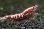 画像1: ＜八千代えび＞　レッドギャラクシーフィッシュボーン　霜降り血統　ハイグレード　♀個体　１匹  (1)