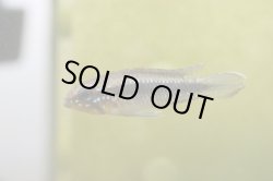 画像5: ☆ＳＡＬＥ☆　＜当店ブリーダー＞　Ap  エリザベサエ　ウアウペス　Manaus便　F1  １ｐｒ 