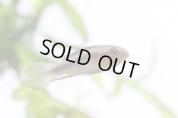 画像6: ☆ＳＡＬＥ☆　＜当店ブリーダー＞　Ap  エリザベサエ　ウアウペス　Manaus便　F1  １ｐｒ 