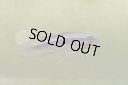 画像9: ☆ＳＡＬＥ☆　＜当店ブリーダー＞　Ap  エリザベサエ　ウアウペス　Manaus便　F1  １ｐｒ 