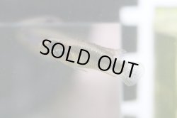 画像3: ☆ＳＡＬＥ☆　＜当店ブリーダー＞　Ap  エリザベサエ　ウアウペス　Manaus便　F1  １ｐｒ 