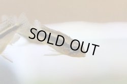 画像8: ☆ＳＡＬＥ☆　＜当店ブリーダー＞　Ap  エリザベサエ　ウアウペス　Manaus便　F1  １ｐｒ 