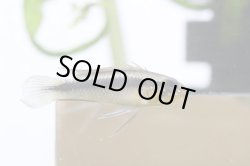 画像7: ☆ＳＡＬＥ☆　＜当店ブリーダー＞　Ap  エリザベサエ　ウアウペス　Manaus便　F1  １ｐｒ 