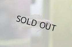 画像4: ☆ＳＡＬＥ☆　＜当店ブリーダー＞　Ap  エリザベサエ　ウアウペス　Manaus便　F1  １ｐｒ 