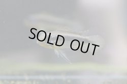 画像2: ☆ＳＡＬＥ☆　＜当店ブリーダー＞　Ap  エリザベサエ　ウアウペス　Manaus便　F1  １ｐｒ 