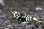 画像3: ＜BLUE PLANET＞　黒太極　(タイガービーシュリンプ）Sグレード同士から産まれたＦ４　デカさが段違い！！　２．９ｃｍ±　画像の♂１匹 (3)