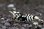 画像1: ＜BLUE PLANET＞　黒太極　(タイガービーシュリンプ）Sグレード同士から産まれたＦ４　デカさが段違い！！　２．９ｃｍ±　画像の♂１匹 (1)