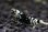 画像3: ＜BLUE PLANET＞　黒太極　(タイガービーシュリンプ）Sグレード同士から産まれたＦ４　２．３ｃｍ±　画像の♂１匹 (3)