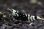 画像1: ＜BLUE PLANET＞　黒太極　(タイガービーシュリンプ）Sグレード同士から産まれたＦ４　２．３ｃｍ±　画像の♂１匹 (1)