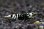 画像4: ＜BLUE PLANET＞　黒太極　(タイガービーシュリンプ）Sグレード同士から産まれたＦ４　２．３ｃｍ±　画像の♂１匹 (4)