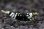 画像2: ＜BLUE PLANET＞　黒太極　(タイガービーシュリンプ）Sグレード同士から産まれたＦ４　２．３ｃｍ±　画像の♂１匹 (2)
