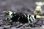 画像2: ＜BLUE PLANET＞　黒太極　(タイガービーシュリンプ）Sグレード同士から産まれたＦ４　２．４ｃｍ±　画像の♀ １匹 (2)