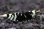 画像1: ＜BLUE PLANET＞　黒太極　(タイガービーシュリンプ）Sグレード同士から産まれたＦ４　２．４ｃｍ±　画像の♀ １匹 (1)