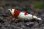 画像1: ＜当店ブリーダー＞　レッドビーシュリンプ  スタイル抜群の赤足　画像のハイグレード抱卵♀　１匹 (1)