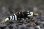 画像2: ＜BLUE PLANET＞　黒太極　(タイガービーシュリンプ）　２．３ｃｍ±　抱卵♀とミドルグレード♂　１ペア (2)