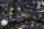 画像9: ☆ＳＡＬＥ☆　『日渡氏ブリード』　サンセットシルバラードドイツイエロータキシードリボン　１カルテット