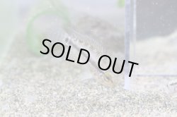 画像4: レア！！　『当店ブリーダー』　Ａｐ　ピアウイエンシス　パラナイーバ　Br　１ｐｒ ♀繁殖スイッチ入っています！！