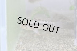 画像5: レア！！　『当店ブリーダー』　Ａｐ　ピアウイエンシス　パラナイーバ　Br　１ｐｒ ♀繁殖スイッチ入っています！！