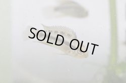 画像3: レア！！　『当店ブリーダー』　Ａｐ　ピアウイエンシス　パラナイーバ　Br　１ｐｒ ♀繁殖スイッチ入っています！！