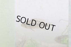 画像6: レア！！　『当店ブリーダー』　Ａｐ　ピアウイエンシス　パラナイーバ　Br　１ｐｒ ♀繁殖スイッチ入っています！！