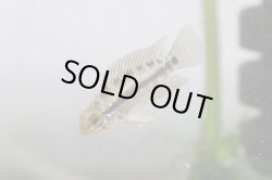 画像2: レア！！　『当店ブリーダー』　Ａｐ　ピアウイエンシス　パラナイーバ　Br　１ｐｒ ♀繁殖スイッチ入っています！！