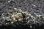 画像3: ☆ＳＡＬＥ☆　＜ＢＬＵＥ　ＰＬＡＮＥＴ＞　黒太極（Tiger bee shrimp）画像の水槽からノーマルグレード　５匹セット (3)
