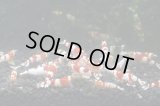 ☆ＳＡＬＥ☆　＜当店ブリーダー＞　シュリンプハイブリッド　１０匹セット