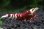 画像3: ＜唯赤えび＞　太極　(タイガービーシュリンプ）　２．４ｃｍ±　深紅の極美♀ (3)