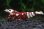 画像2: ＜唯赤えび＞　太極　(タイガービーシュリンプ）　２．４ｃｍ±　深紅の極美♀ (2)