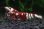 画像1: ＜唯赤えび＞　太極　(タイガービーシュリンプ）　２．４ｃｍ±　深紅の極美♀ (1)