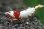 画像3: ＜唯赤えび＞　レッドビーシュリンプ  スタイル抜群の２．７ｃｍ±のBIGな抱卵♀　１匹 (3)