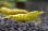 画像2: ☆ＳＡＬＥ☆　＜ebi勝舞＞　ゴールドギャラクシーフィッシュボーン　ミドルグレード　画像の抱卵個体とミドルグレード♂１匹の１ペア (2)