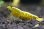 画像1: ☆ＳＡＬＥ☆　＜ebi勝舞＞　ゴールドギャラクシーフィッシュボーン　ミドルグレード　画像の抱卵個体とミドルグレード♂１匹の１ペア (1)