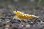 画像2: ＜ebi勝舞＞　ゴールドギャラクシーフィッシュボーン　ハイグレード　画像の♂個体１匹 (2)