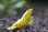 画像3: ☆ＳＡＬＥ☆　＜ebi勝舞＞　ゴールドギャラクシーフィッシュボーン　ミドルグレード　画像の抱卵個体とミドルグレード♂１匹の１ペア (3)