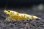 画像1: ＜ebi勝舞＞　ゴールドギャラクシーフィッシュボーン　ミドルグレード　画像の個体１匹 (1)
