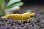 画像3: ＜ebi勝舞＞　ゴールドギャラクシーフィッシュボーン　ハイグレード　画像の♂個体１匹 (3)