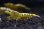 画像1: ☆ＳＡＬＥ☆　＜ebi勝舞＞　ゴールドギャラクシーフィッシュボーン　画像のミドルグレード抱卵ペア (1)
