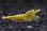 画像2: ☆ＳＡＬＥ☆　＜ebi勝舞＞　ゴールドギャラクシーフィッシュボーン　画像のミドルグレード抱卵ペア (2)