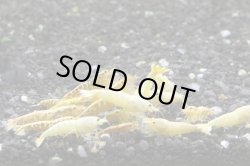 画像4: ＜ebi勝舞＞　ゴールドターコイズシュリンプ　即戦サイズ　１匹