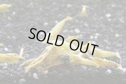 画像3: ＜ebi勝舞＞　ゴールドターコイズシュリンプ　即戦サイズ　１匹