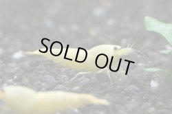 画像2: ＜ebi勝舞＞　ゴールドターコイズシュリンプ　即戦サイズ　１匹