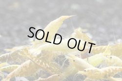 画像5: ＜ebi勝舞＞　ゴールドターコイズシュリンプ　即戦サイズ　１匹