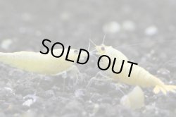 画像1: ＜ebi勝舞＞　ゴールドターコイズシュリンプ　即戦サイズ　１匹