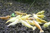 ☆ＳＡＬＥ☆　＜ＢＬＵＥ　ＰＬＡＮＥＴ＞　ゴールドギャラクシーノーマルグレード♂＋ゴールドターコイズシュリンプ♀　１．５ｃｍ±〜２ｃｍ±サイズ　５匹セット