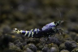 画像1: ＜ＢＬＵＥ　ＰＬＡＮＥＴ＞　ナナシーシュリンプ　メタリックパープル　ストリーム　ハイグレード画像の♂？１匹