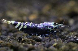 画像2: ＜ＢＬＵＥ　ＰＬＡＮＥＴ＞　ナナシーシュリンプ　メタリックパープル　ストリーム　ハイグレード画像の♀１匹