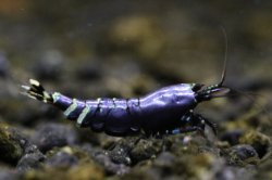 画像3: ☆ＳＡＬＥ☆　＜ＢＬＵＥ　ＰＬＡＮＥＴ＞　ナナシーシュリンプ　メタリックパープル　ミドルグレード　画像の♂１匹♀２匹セット